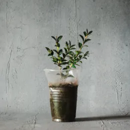 Eco-Friendly E-cards: Trends 2025