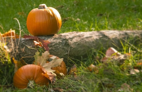 History and origins of Halloween traditions 4 photo 1538678410751 6e9d9892ef12