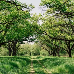 Tradiciones únicas del Primero de Mayo en distintas culturas