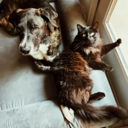 How to prepare your pets for life with a new baby in the house
